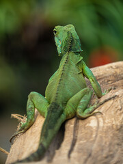 Leguan