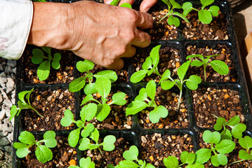 家庭菜園　白菜の苗を苗用のポットシャーレで育てる　日本