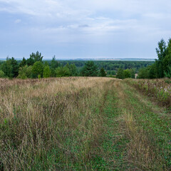 landscape, forest road