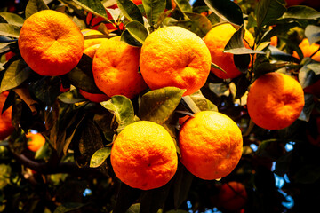 frische reife Orangen am Orangenbaum