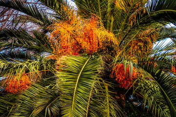 Palmwedel und Früchte der Dattelpalme