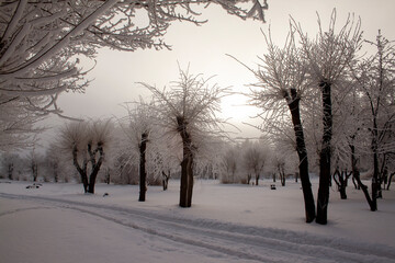 winter, winter landscape, branches in the snow, snow, trees in the snow, winter sun, snow texture, ice texture, texture