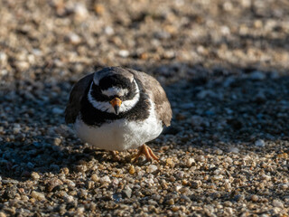 Strand vogel