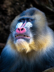 Mandrill