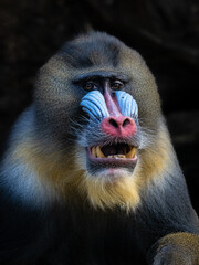Mandrill