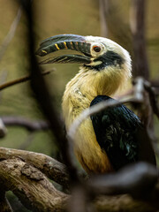 Hornvogel © Peter
