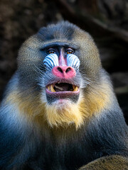 Mandrill