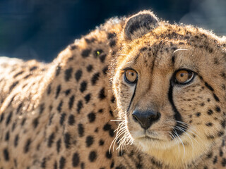 Gepard © Peter
