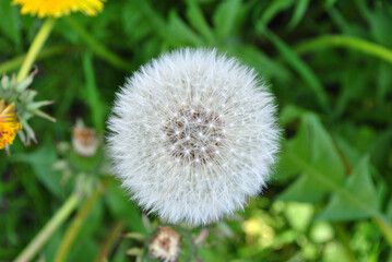 Close Up of Dandelion Plant Seed Head