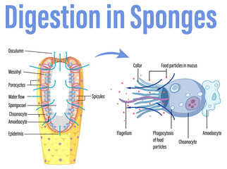 Diagram showing digestion in sponges