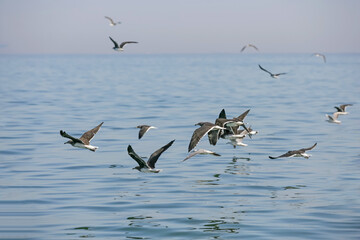 Fototapeta na wymiar A Flock of Sooty Gulls off Fujairah, UAE