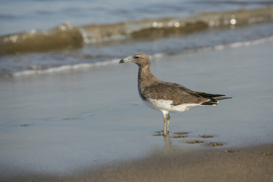 A Sooty Gull on Fujairah Beach