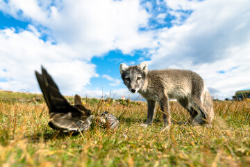A baby Arctic Fox displaying hunting behaviour in the north of Iceland