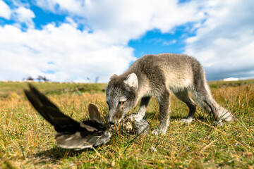 Naklejka premium A baby Arctic Fox displaying hunting behaviour in the north of Iceland