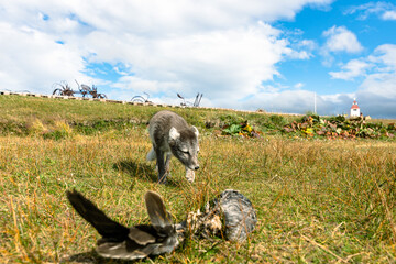A baby Arctic Fox displaying hunting behaviour in the north of Iceland