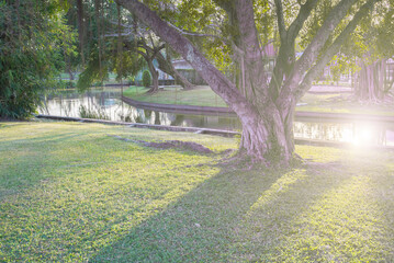 Obraz premium Natural light and shadow patterns in an outdoor park