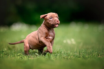 happy american pit bull terrier puppy walking on grass