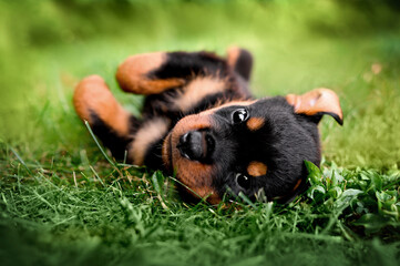 rottweiler puppy rolling on grass in summer