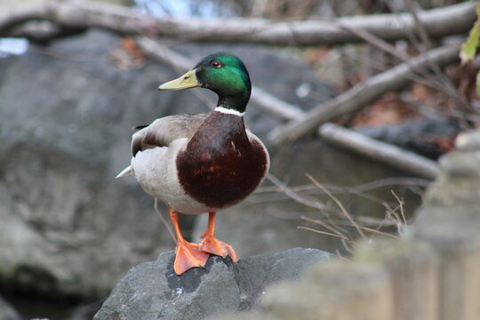 canard col vert
