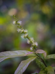 wild flowers in natural habitat