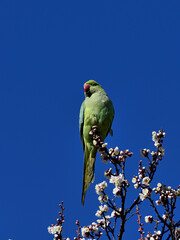 A rose-ringed parakeet is perching on the top of the plum blossoms