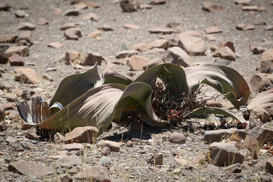 Welwitschia in der namibischen Wüste 