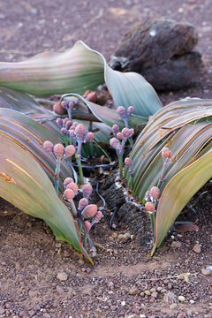 Welwitschia Pflanze in der namibischen Wüste 