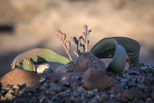 Welwitschia in Blüte in der namibischen Wüste 