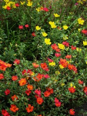 Naklejka premium red and yellow flowers