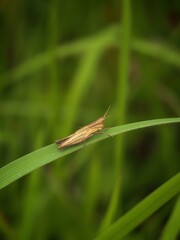 smallg brown grasshopper on green leaf