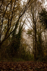 Obraz premium Path in the woods