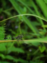 dragonfly on the grass