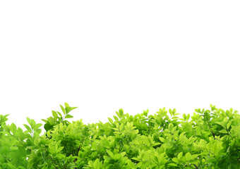 新緑のテクスチャ