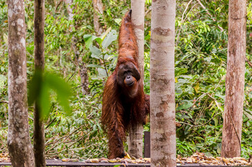 Image of the famous Tanjun Puting National Park, located in Kalimantan, Borneo, Indonesia © Mati Olivieri Stock