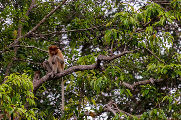 Image of the famous Tanjun Puting National Park, located in Kalimantan, Borneo, Indonesia