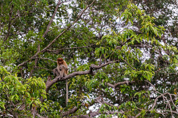 Image of the famous Tanjun Puting National Park, located in Kalimantan, Borneo, Indonesia