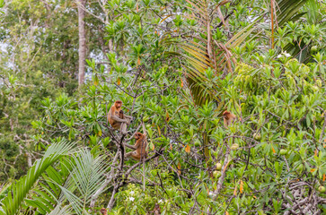 Image of the famous Tanjun Puting National Park, located in Kalimantan, Borneo, Indonesia