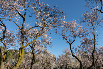 Almond trees in bloom. Trees and branches full of flowers. Almond trees in spring