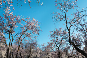 Almond trees in bloom. Trees and branches full of flowers. Almond trees in spring
