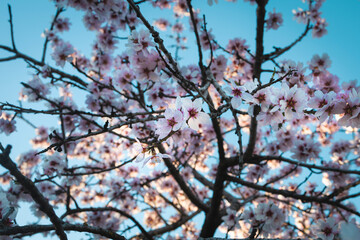 Almond trees in bloom. Trees and branches full of flowers. Almond trees in spring