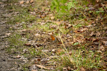 Robin on the Ground