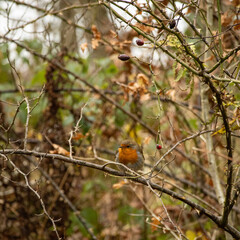 Robin in the Bush