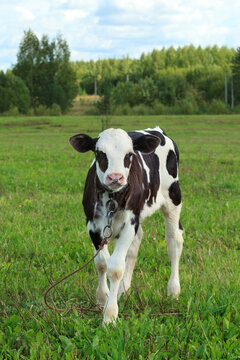 Young calf on a grassland. Organic animal feeding. Natural farming. Russian countryside.