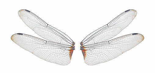 dragonfly insect wings on a white,isolated - obrazy, fototapety, plakaty