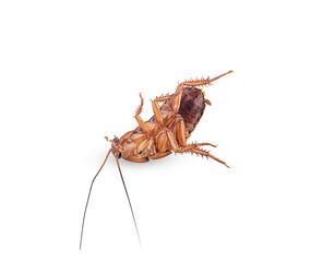 die cockroach on a white background,isolated