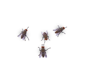 flies on a white background, isolated