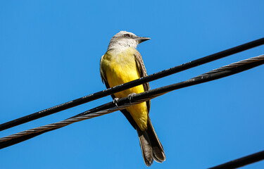 Tropical kingbird (Tyrannus melancholicus) perched on a power line against blue background in sunlight, Colombia