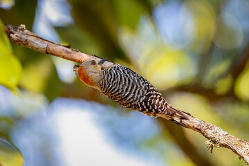 Close up of a cute Red-crowned woodpecker hanging on a tree brach, back to camera, sun and shadow, blurred background, Colombia