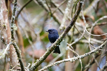 Close up of a cute White-sided flowerpiercer (Diglossa albilatera) perched on a branch, looking to the left, blurred natural background, Rogitama biodiversidad, Colombia