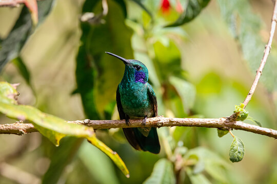Close up of a Green violetear hummingbird (colibri thalassinus) perched on a branch against green blurred background,, Rogitama biodiversidad, Colombia